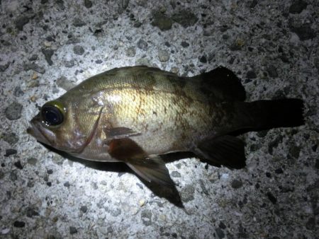 メバル開幕には程遠い