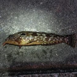 釣り納めファミリーフィッシング