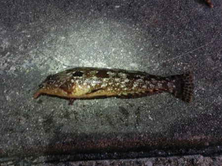 釣り納めファミリーフィッシング