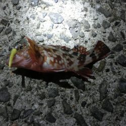 釣り納めでガシラ爆釣