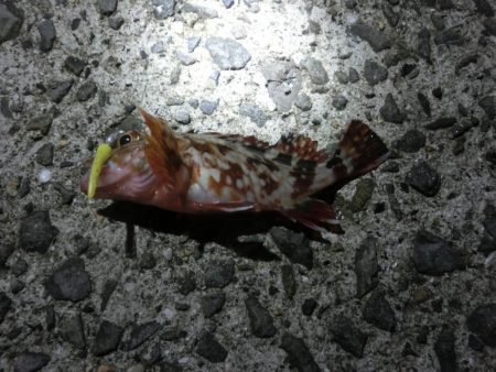 釣り納めでガシラ爆釣