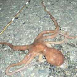 セイゴ・ヒイカ・マダコ２匹