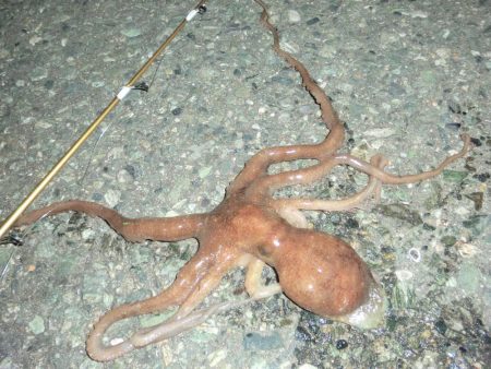 セイゴ・ヒイカ・マダコ２匹