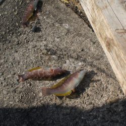 キス居るかな、ちょい投げ