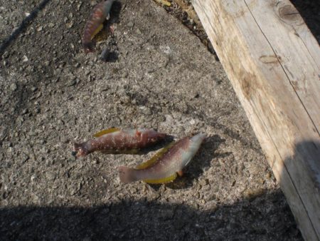 キス居るかな、ちょい投げ