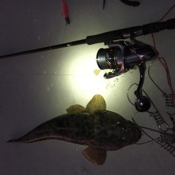 エギング不発からのフラット