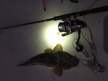 エギング不発からのフラット