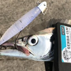 久しぶりのタチウオ調査！