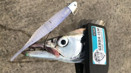 久しぶりのタチウオ調査！