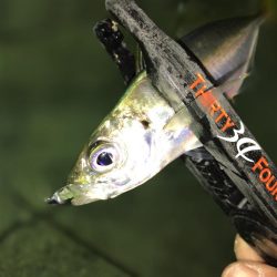 強風でもアジ釣れます〜