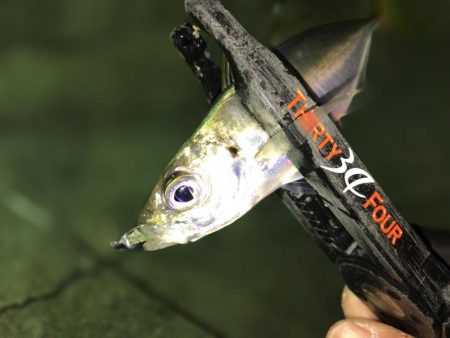 強風でもアジ釣れます〜