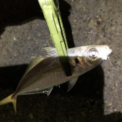 釣り納めアジング？