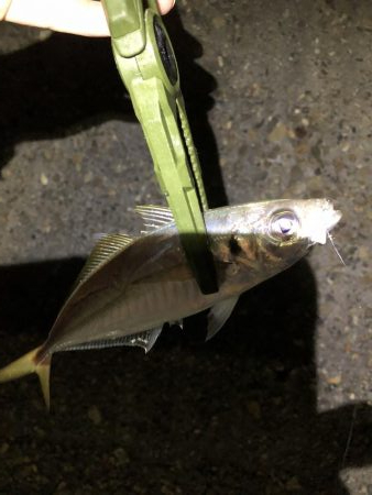 釣り納めアジング？