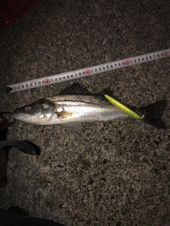 最近渋かったですが