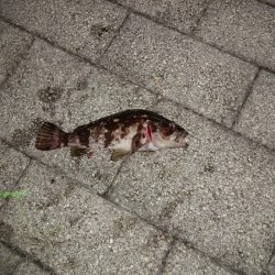 今日もアジング