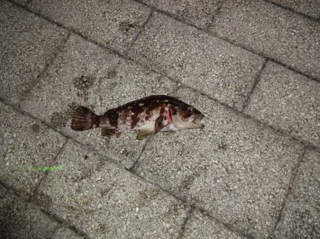 今日もアジング