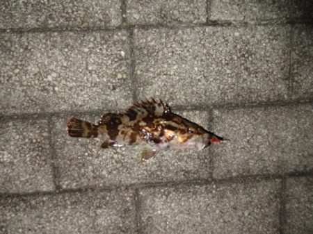 ノー残業デーなのでアジング行って来ました。