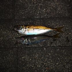 今日も仕事帰りにアジング行って来ました。