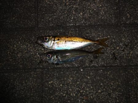 今日も仕事帰りにアジング行って来ました。