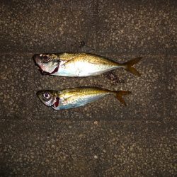 今日長時間粘った割に最近の釣果！^^;