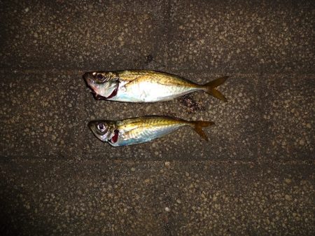 今日長時間粘った割に最近の釣果！^^;