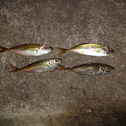 アジの釣れるポイント探し