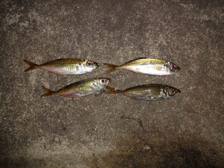 アジの釣れるポイント探し