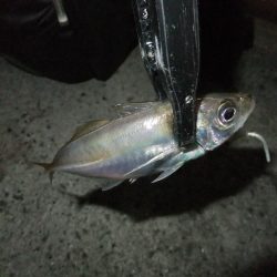 久々のアジング