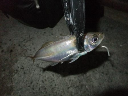 久々のアジング