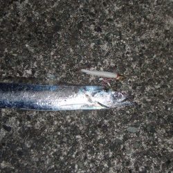 久々の太刀魚チャレンジ