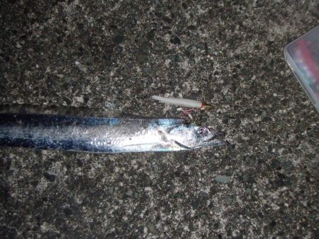 久々の太刀魚チャレンジ