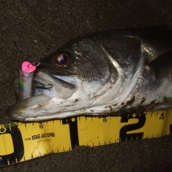 秋のハイシーズンは終了