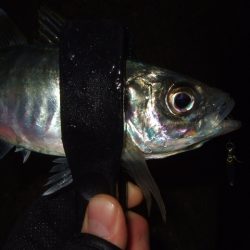 寒さに耐えてアジング