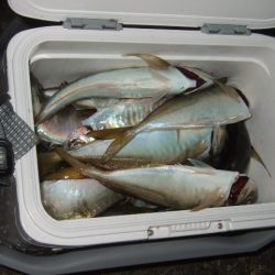 釣り納めライトゲーム