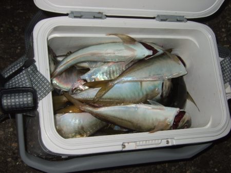 釣り納めライトゲーム