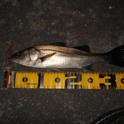 スレるのが早い…。