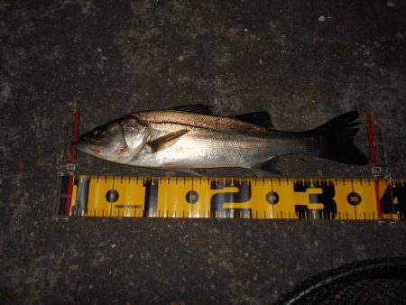 スレるのが早い…。