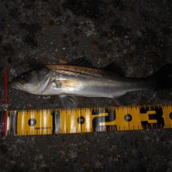 やっぱローリングベイトですよ♪