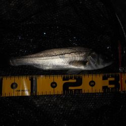 タチウオが入ると駄目になる…。