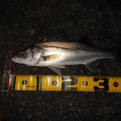 サルベージソリッドのソリッドクリアが効く?