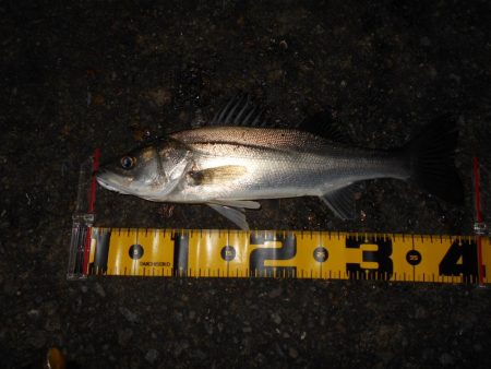 サルベージソリッドのソリッドクリアが効く?