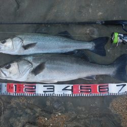 シーバスリベンジ