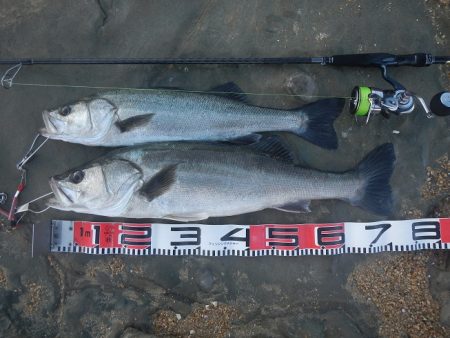 シーバスリベンジ