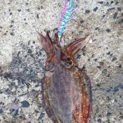 今日はいまいち