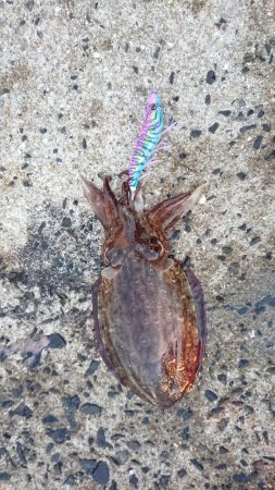 今日はいまいち