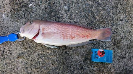 幻の白甘鯛(2kg45cm)