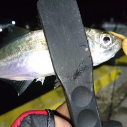 今夜も寄り道アジング