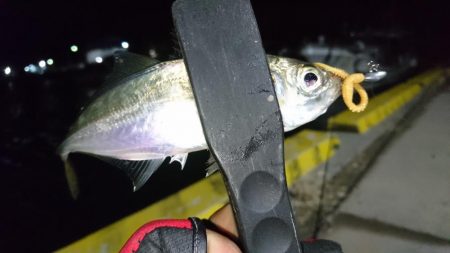 今夜も寄り道アジング