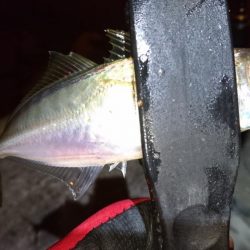 メバリング？アジング？！