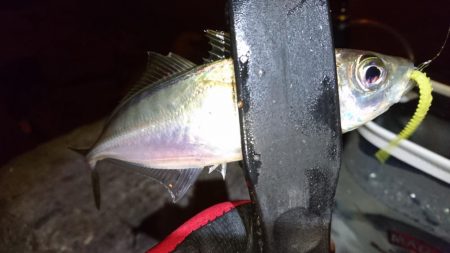 メバリング？アジング？！